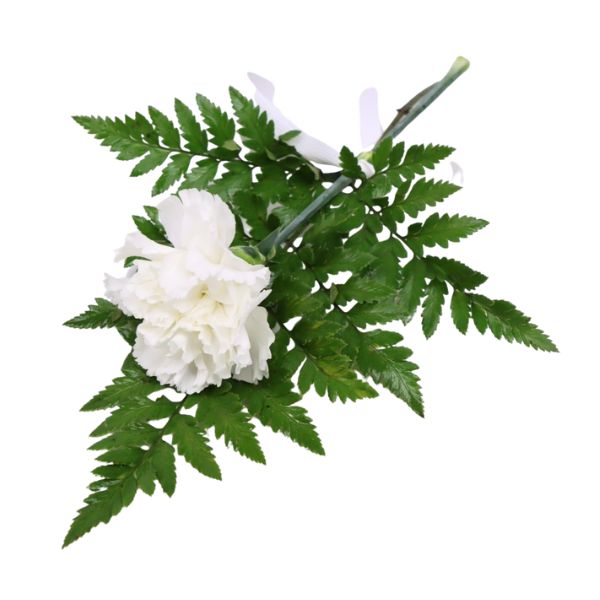 Handbukett_vitnejlika[1]