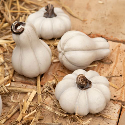 mini pumpor vit dekoration