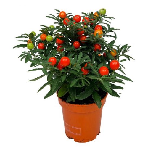 Solanum i kruka orangeröd växt för uteplats eller balkong
